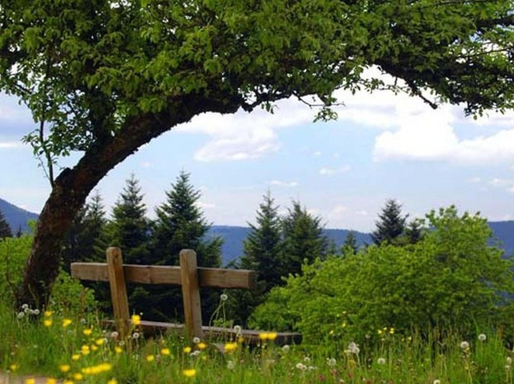 Oberwolfach Landeckhofヴィラ エクステリア 写真